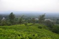 Bukit Daun, Indah dan Menakjubkan 